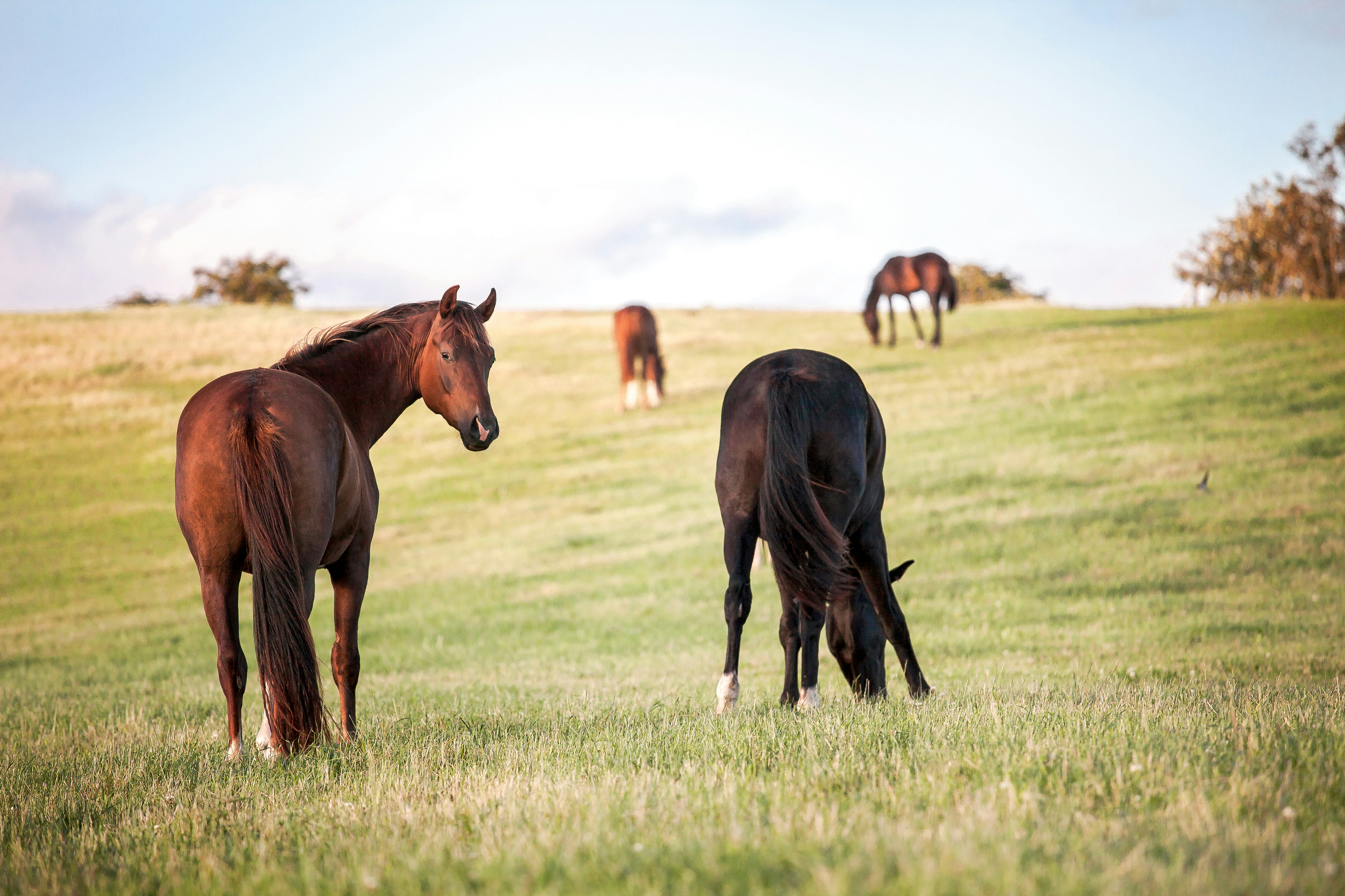 horse-owner-liability-in-tennessee-vs--california--key-differences-in-equine-law