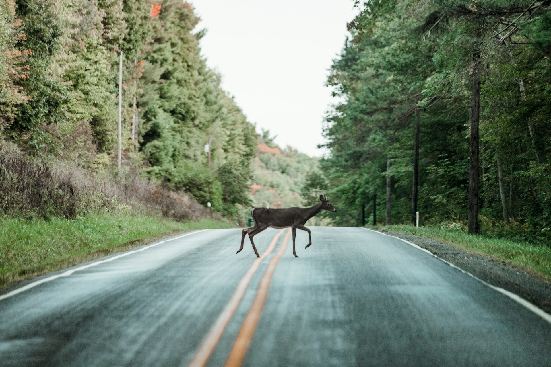 Deer Collision Safety and Insurance Tips for South Georgia Drivers