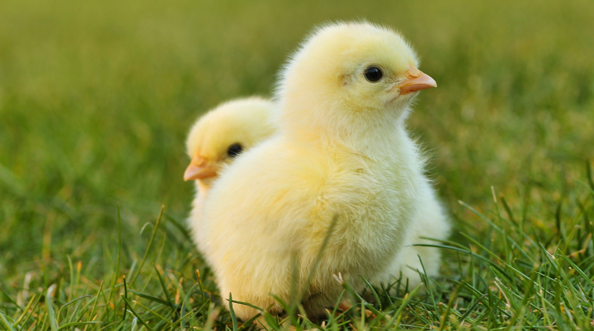 chicks-header