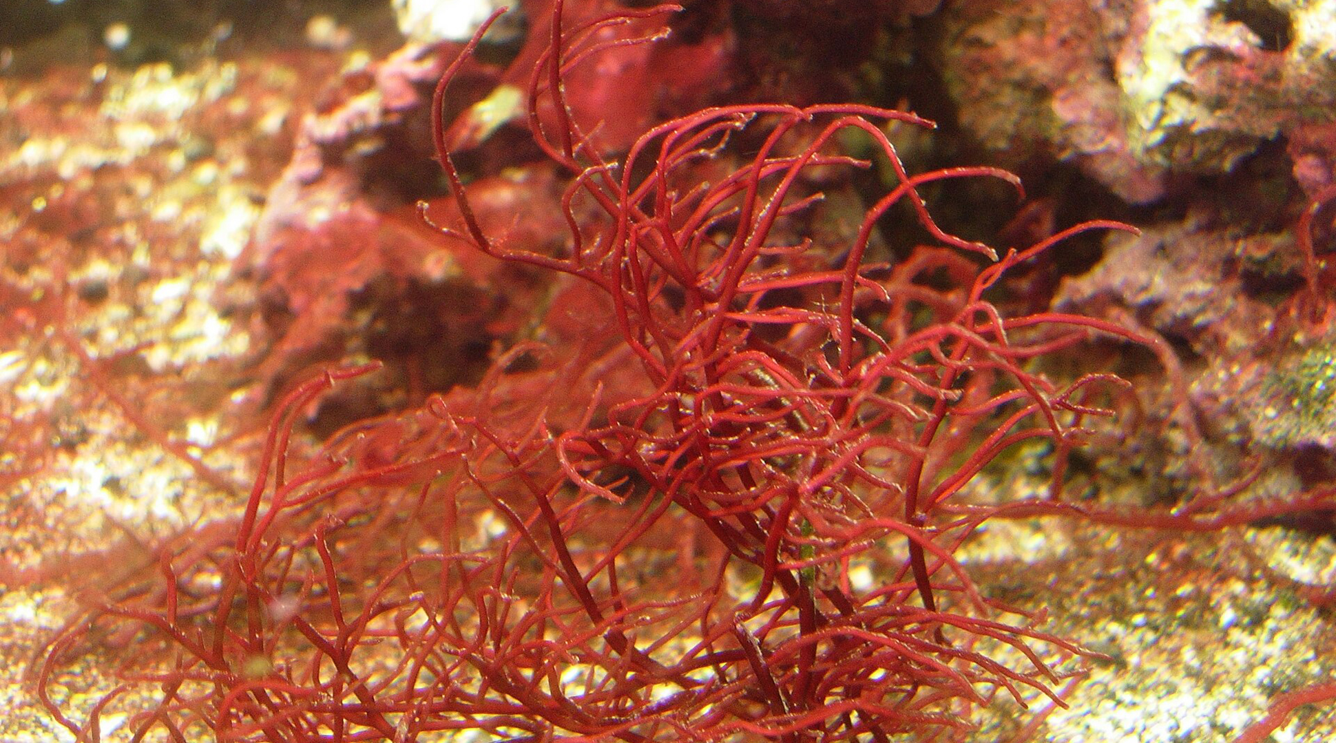 red-algae-Gracilaria-header