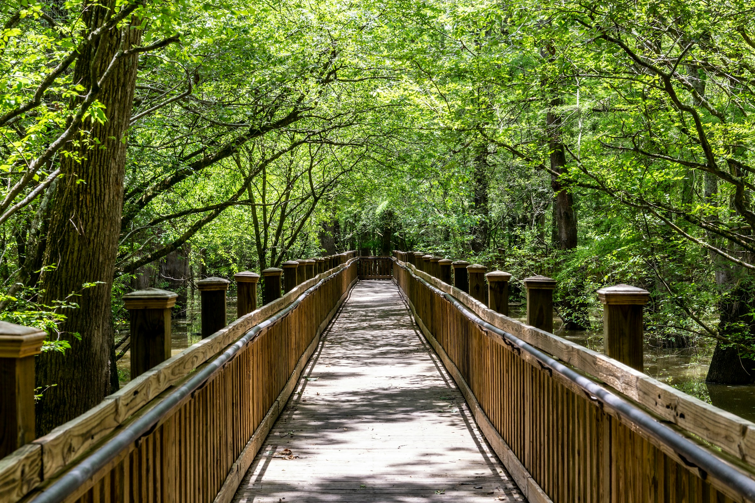 Wooden boardwalk through a lush green forest