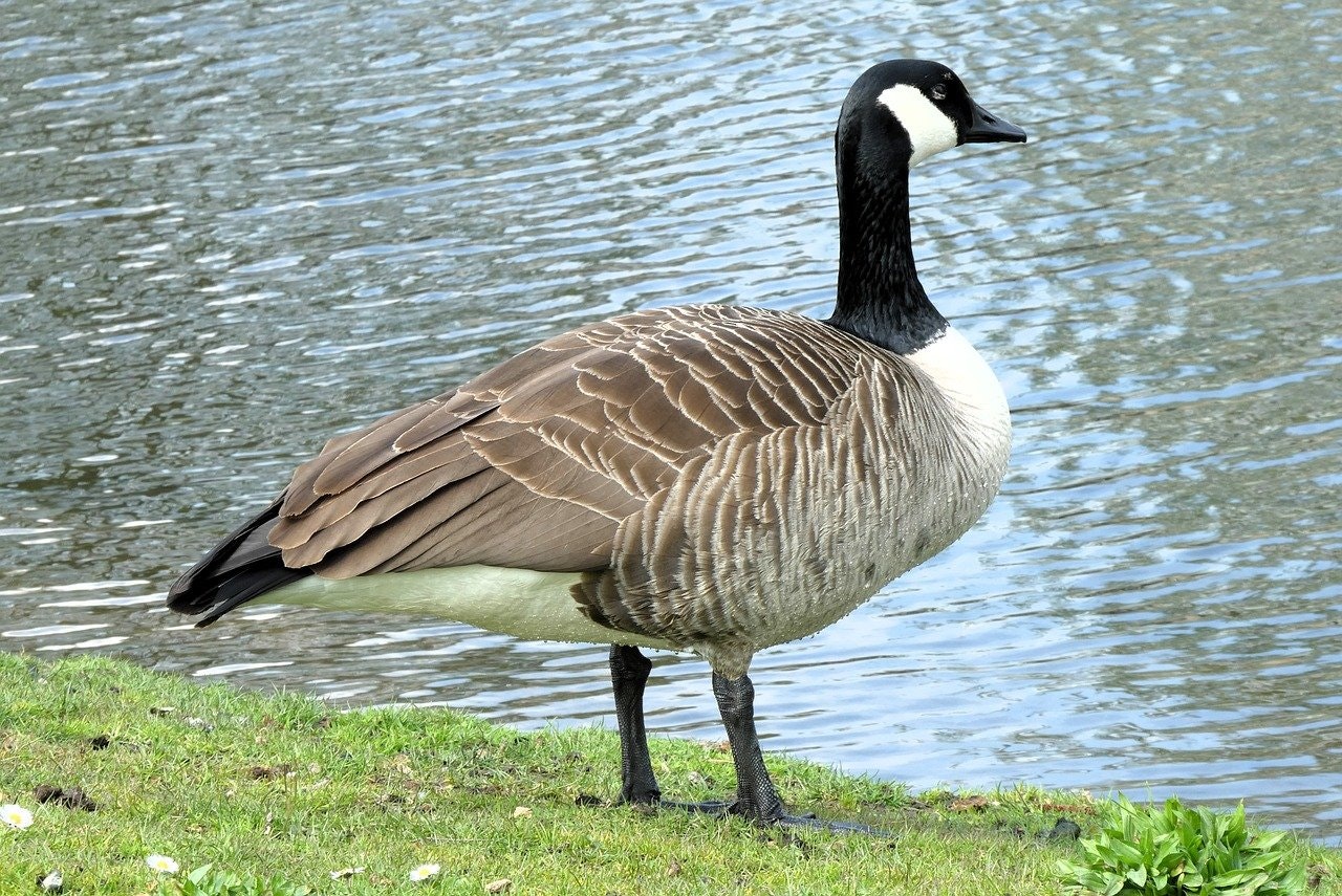 Medicare Agent in Goose Creek, SC