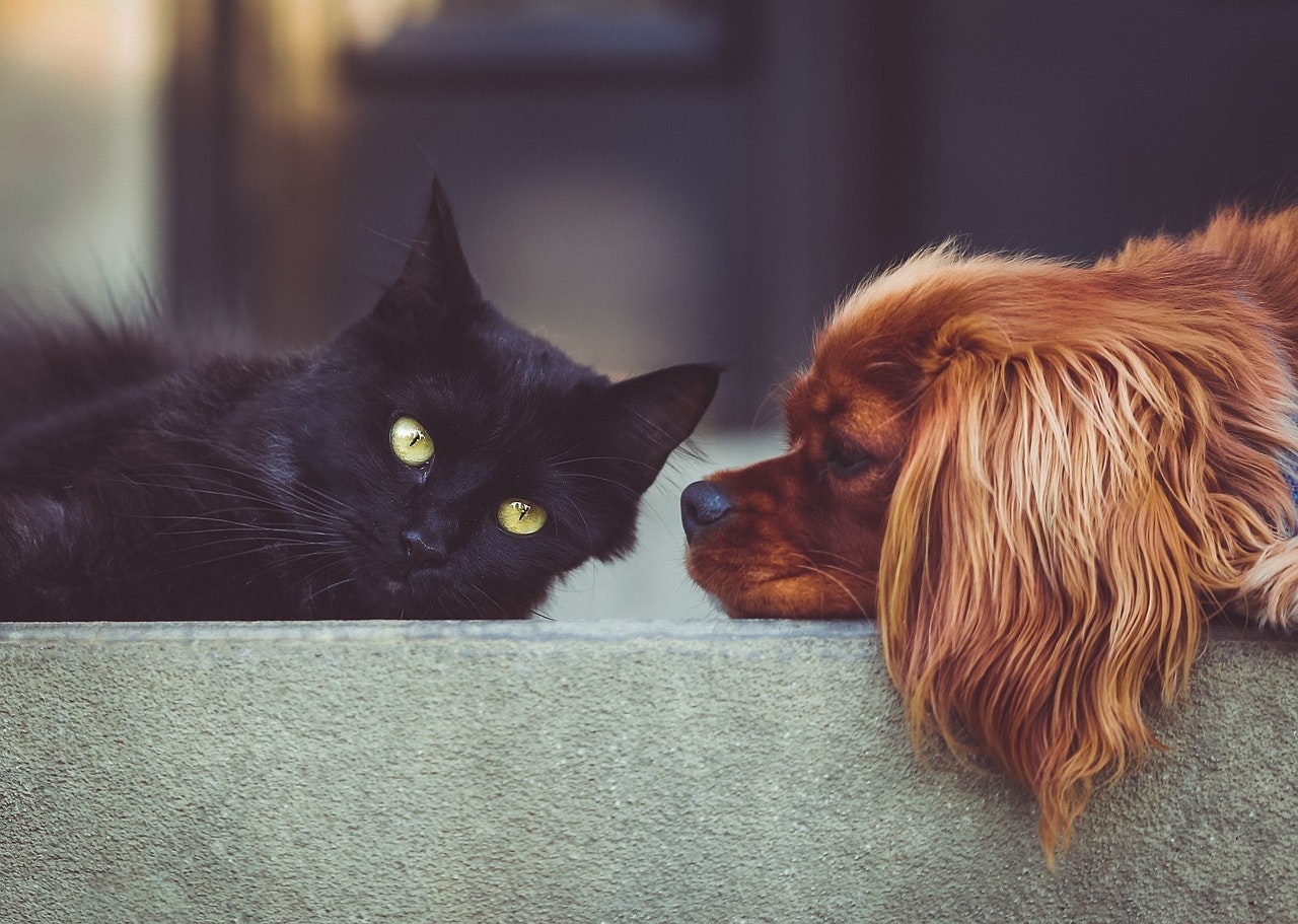 Pet Insurance South Carolina: Best Coverage, Cost & Quotes for Lexington and the Midlands