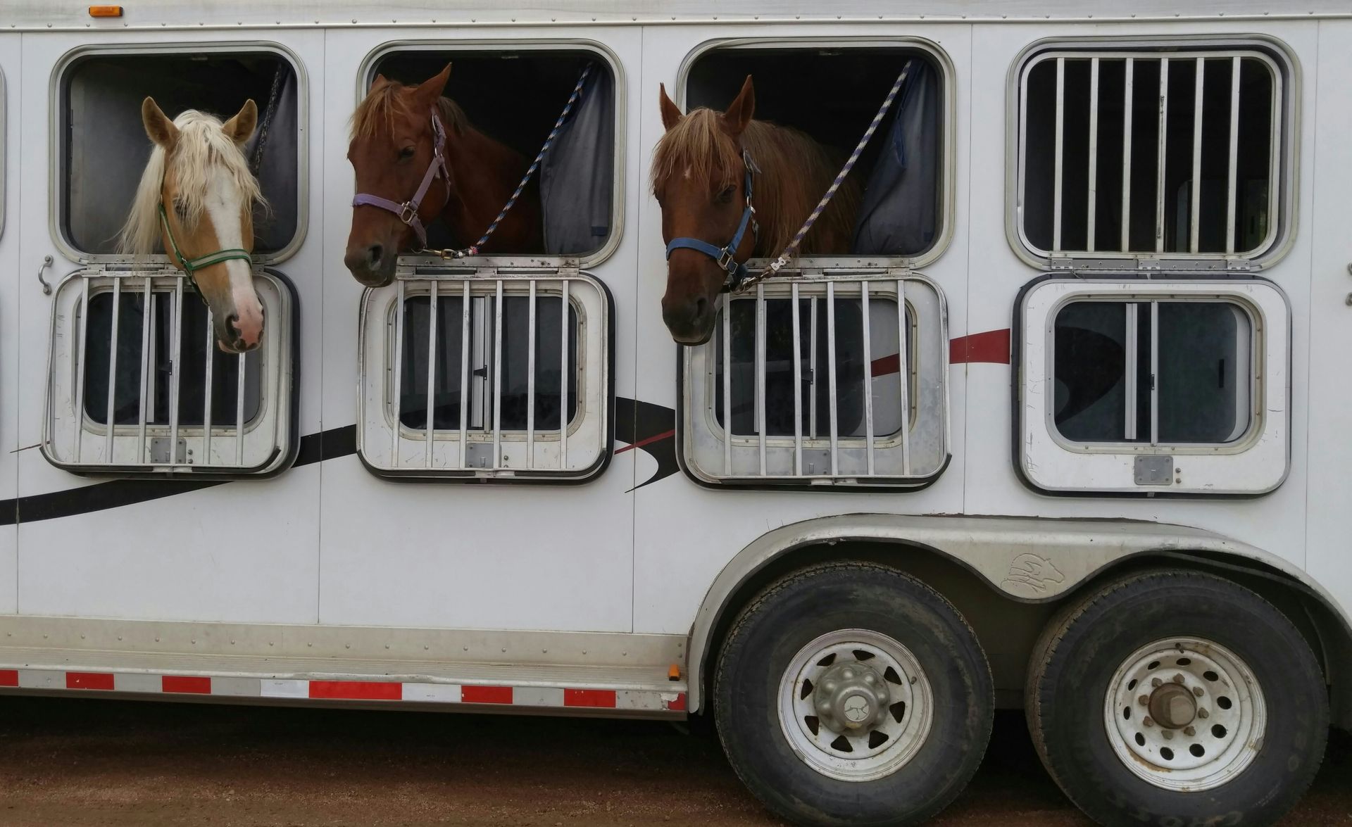TRAVELING WITH YOUR HORSE