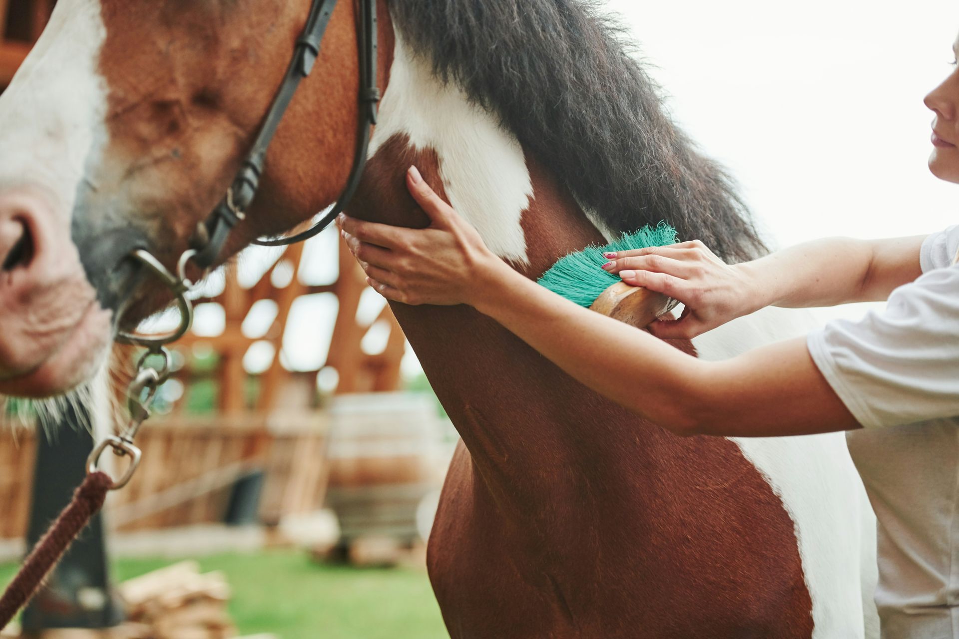Tips for First-time Horse Buyers