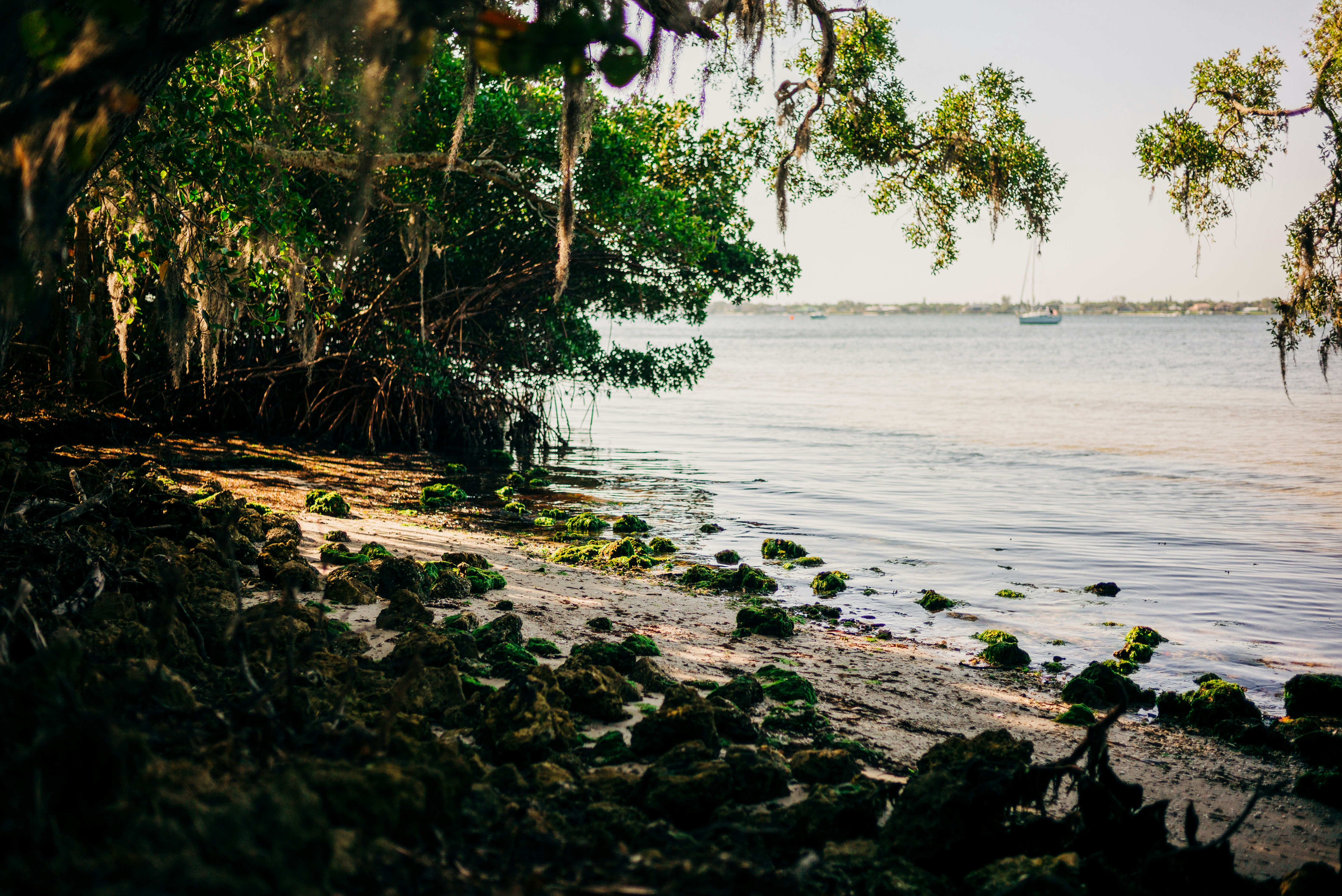 Scenic view of a shoreline with trees and a distant sailboat on the water