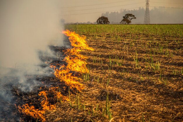 Wildfire Risks and the Vital Role of Crop Insurance
