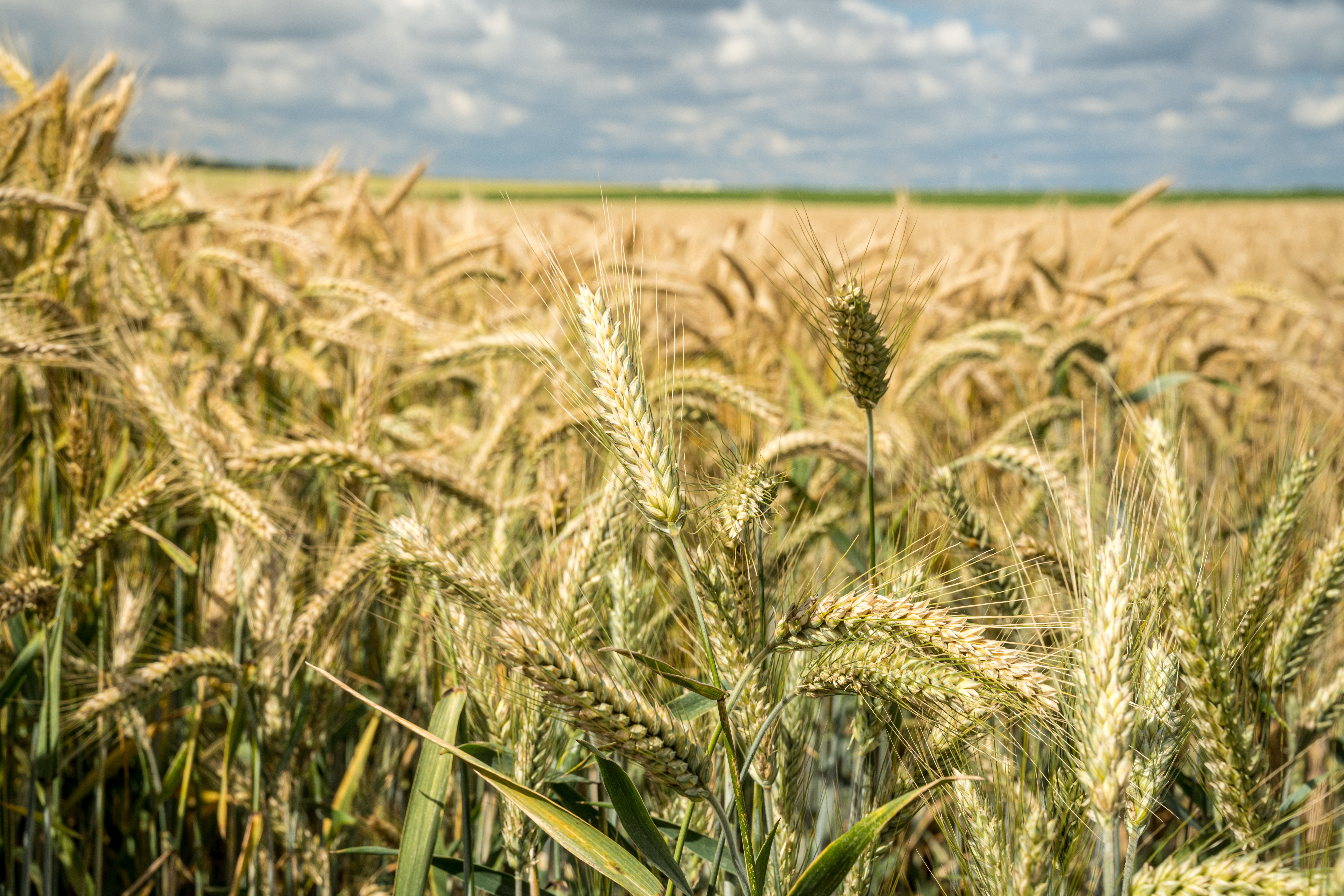 Why Review Crop-Hail Coverage Before Severe Weather