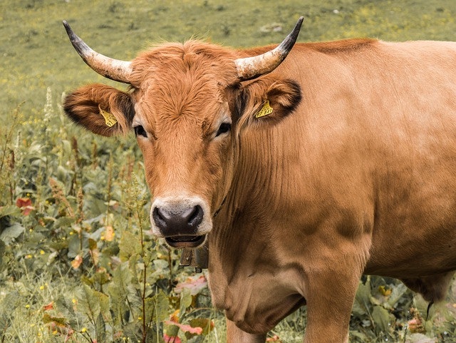Livestock Insurance Explained