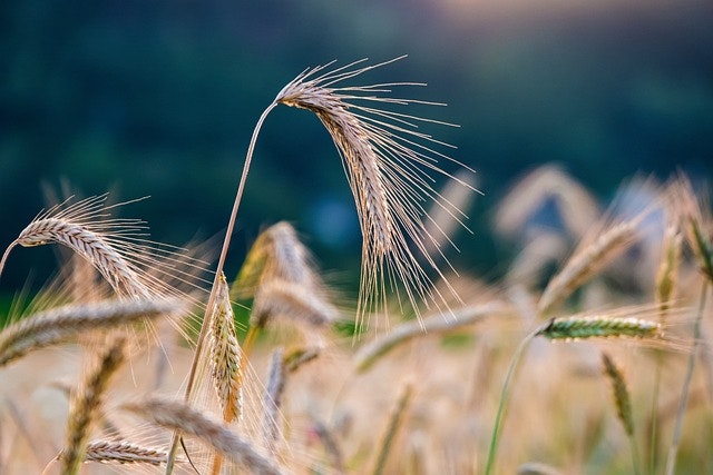 MPCI vs. Crop-Hail Insurance in Alabama