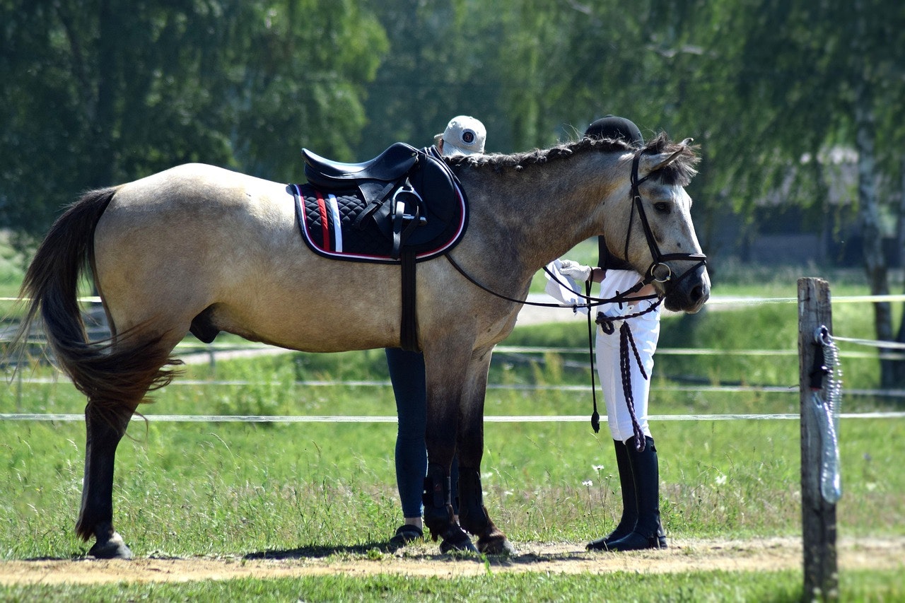From the Arena to Everyday Life: Skills Learned Through Equine Assisted Learning (EAL)