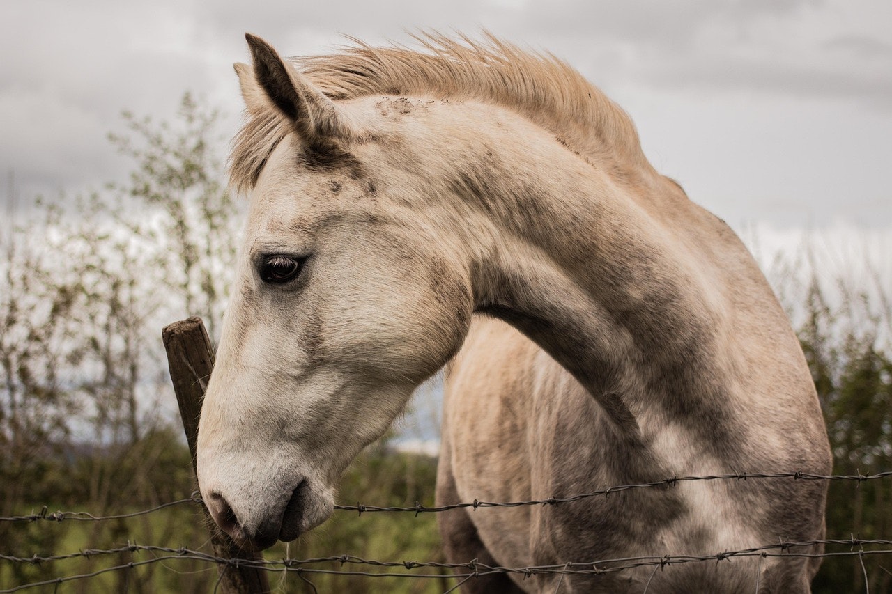 The Healing Power of Horses: How Equine Therapy Transforms Lives