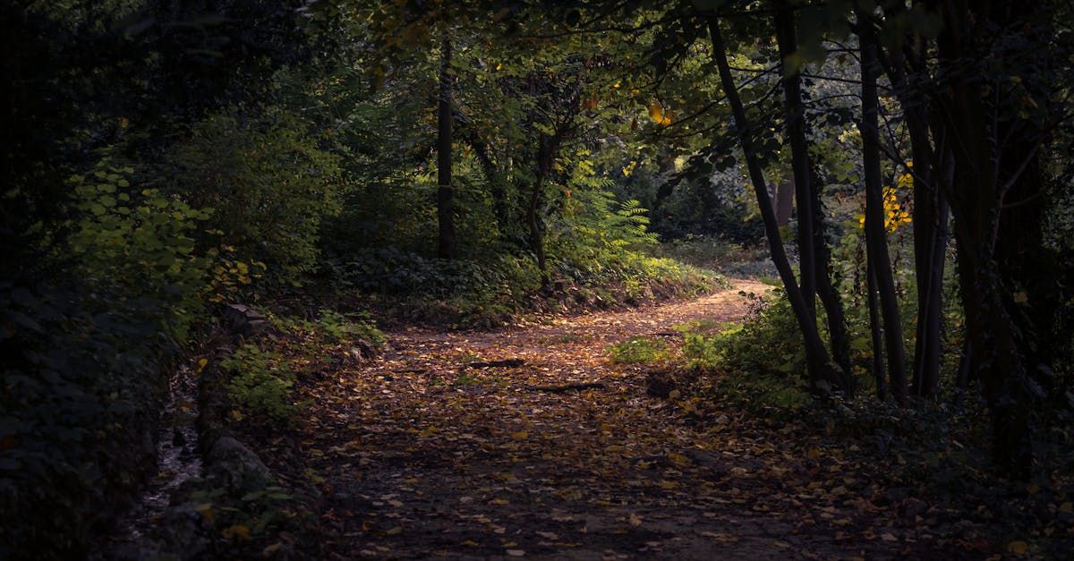 Time for a Sabbatical: Rejuvenate and Reassess Your Path