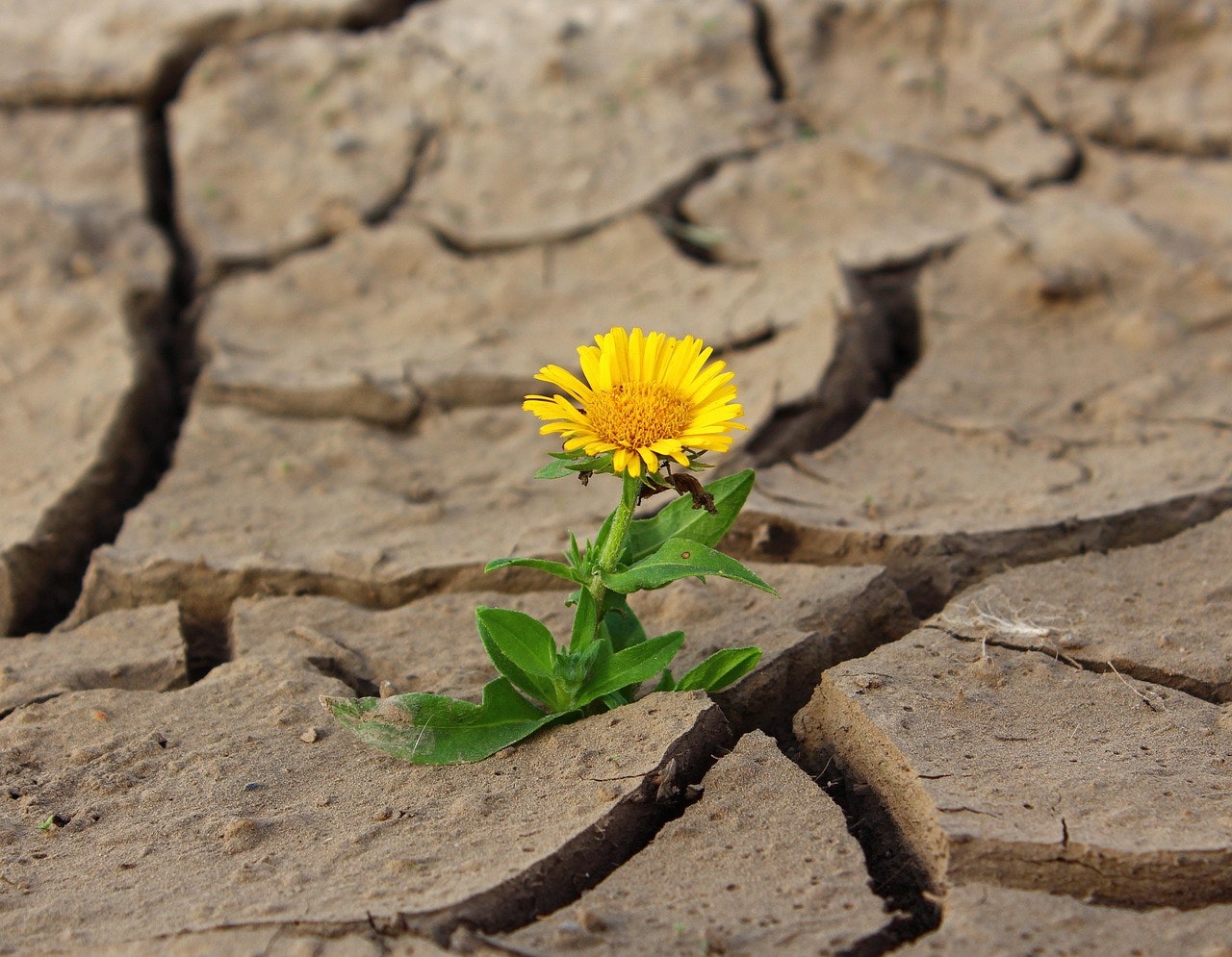 Consumer Resilience