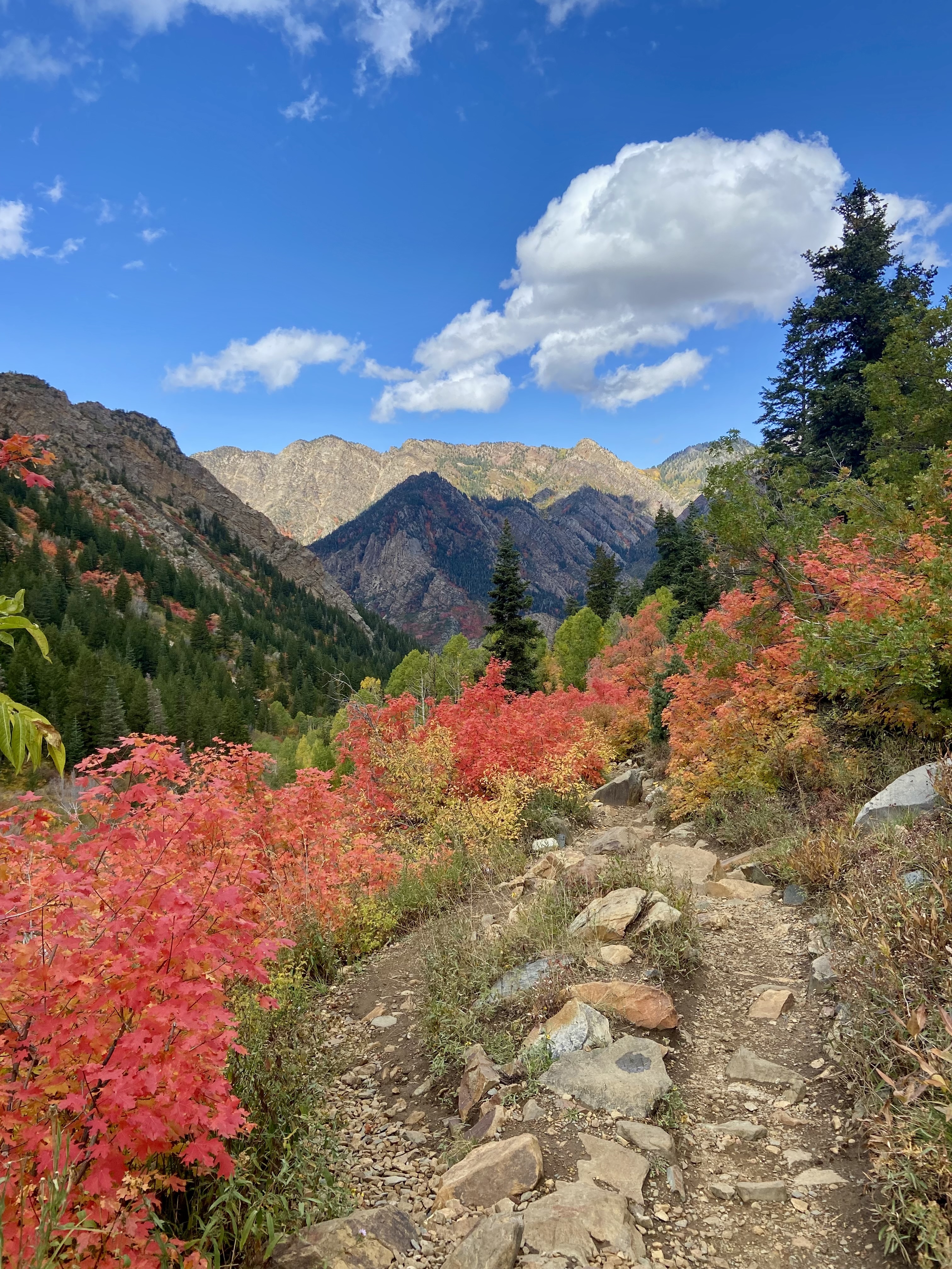 Late-summer sinus pressure and seasonal allergies: how acupuncture may support symptom management