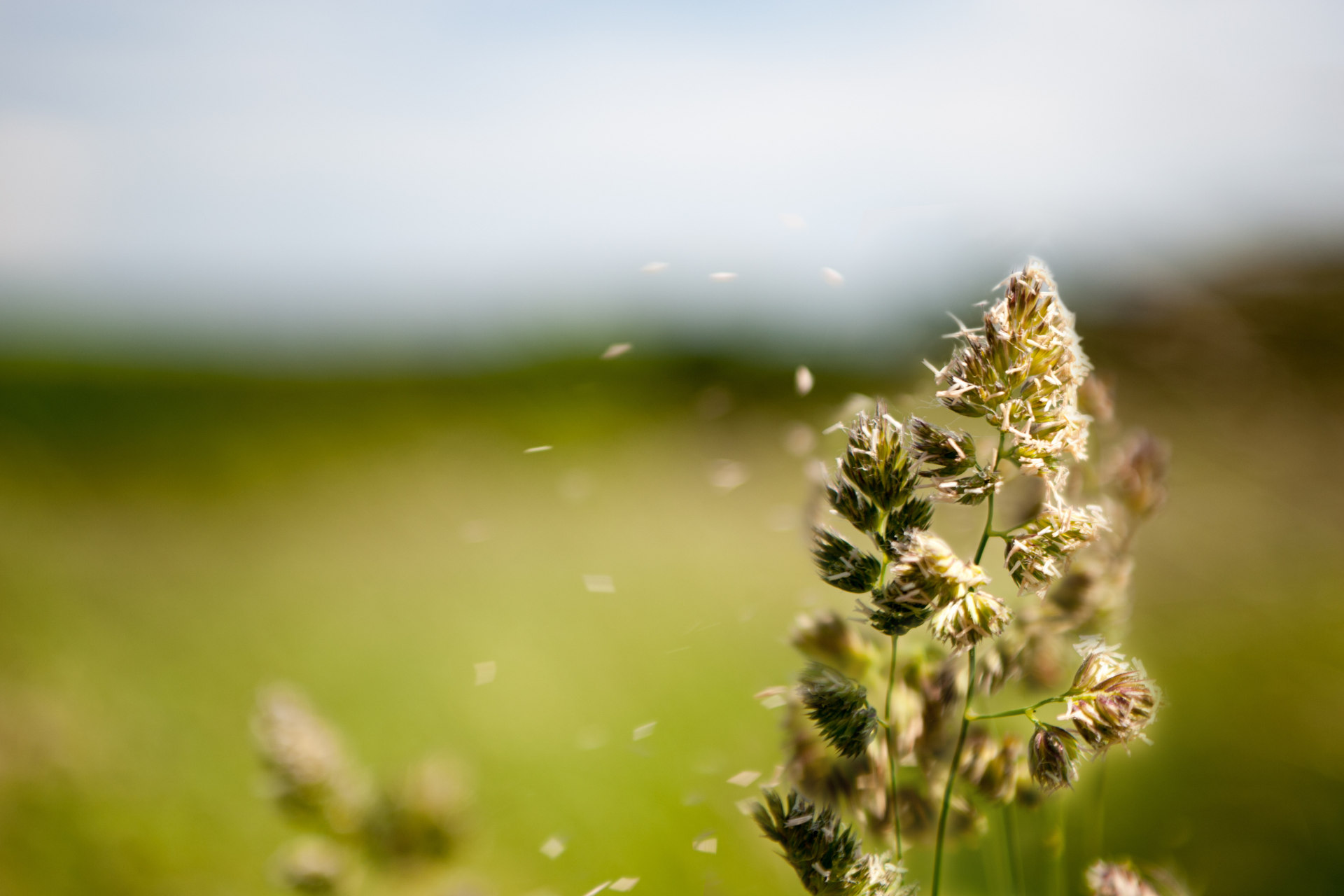 How to Manage Allergies in North Carolina