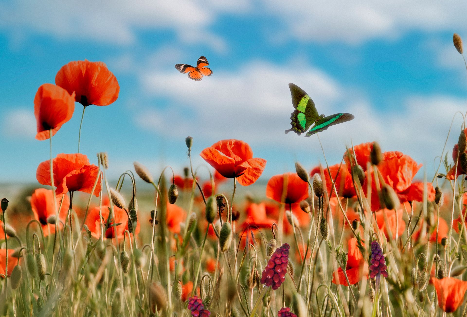 Spring-Cleaning Your Plumbing System: What Most Homeowners Miss