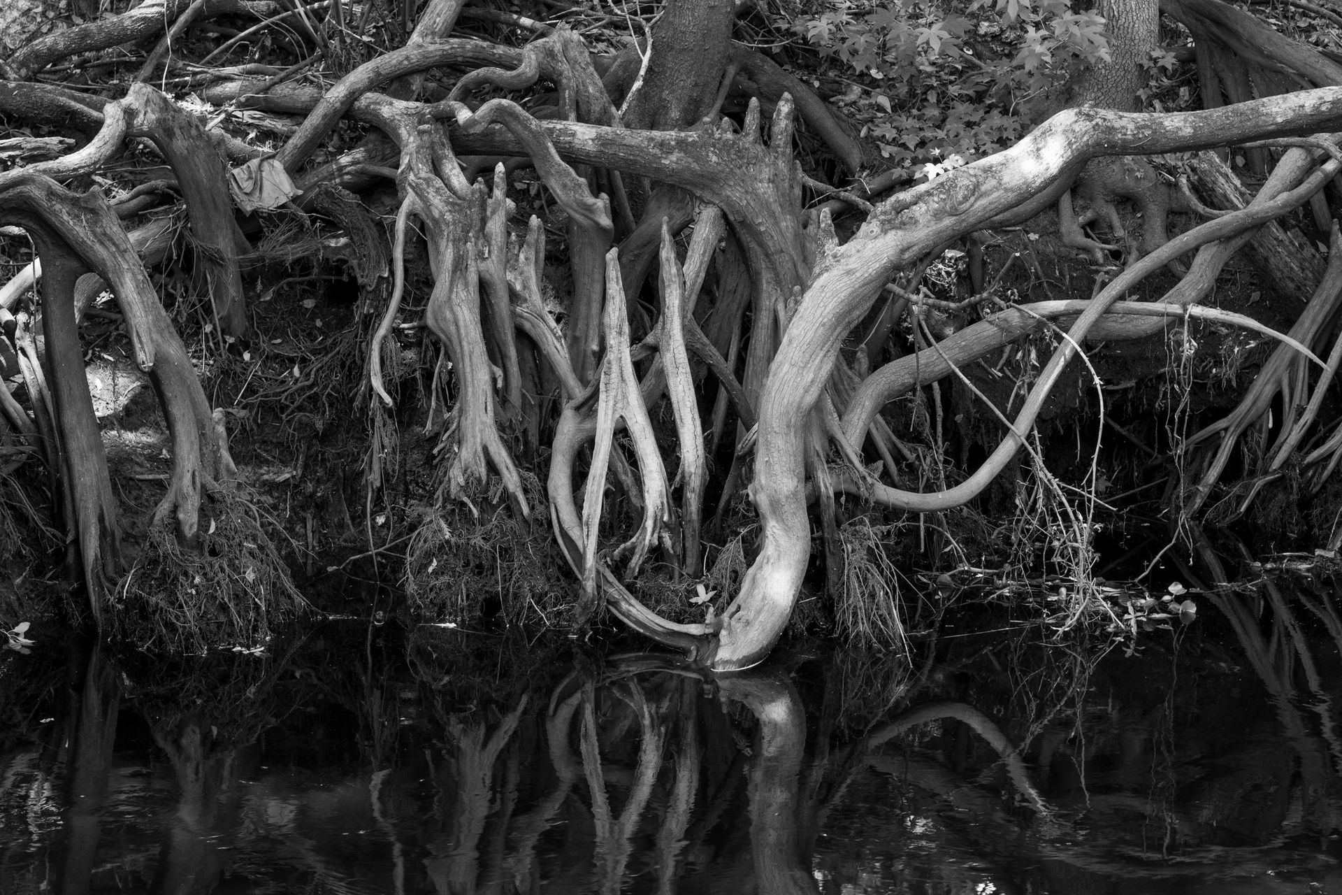 How to Protect Your Sewer Line from Tree Roots and Yard Projects