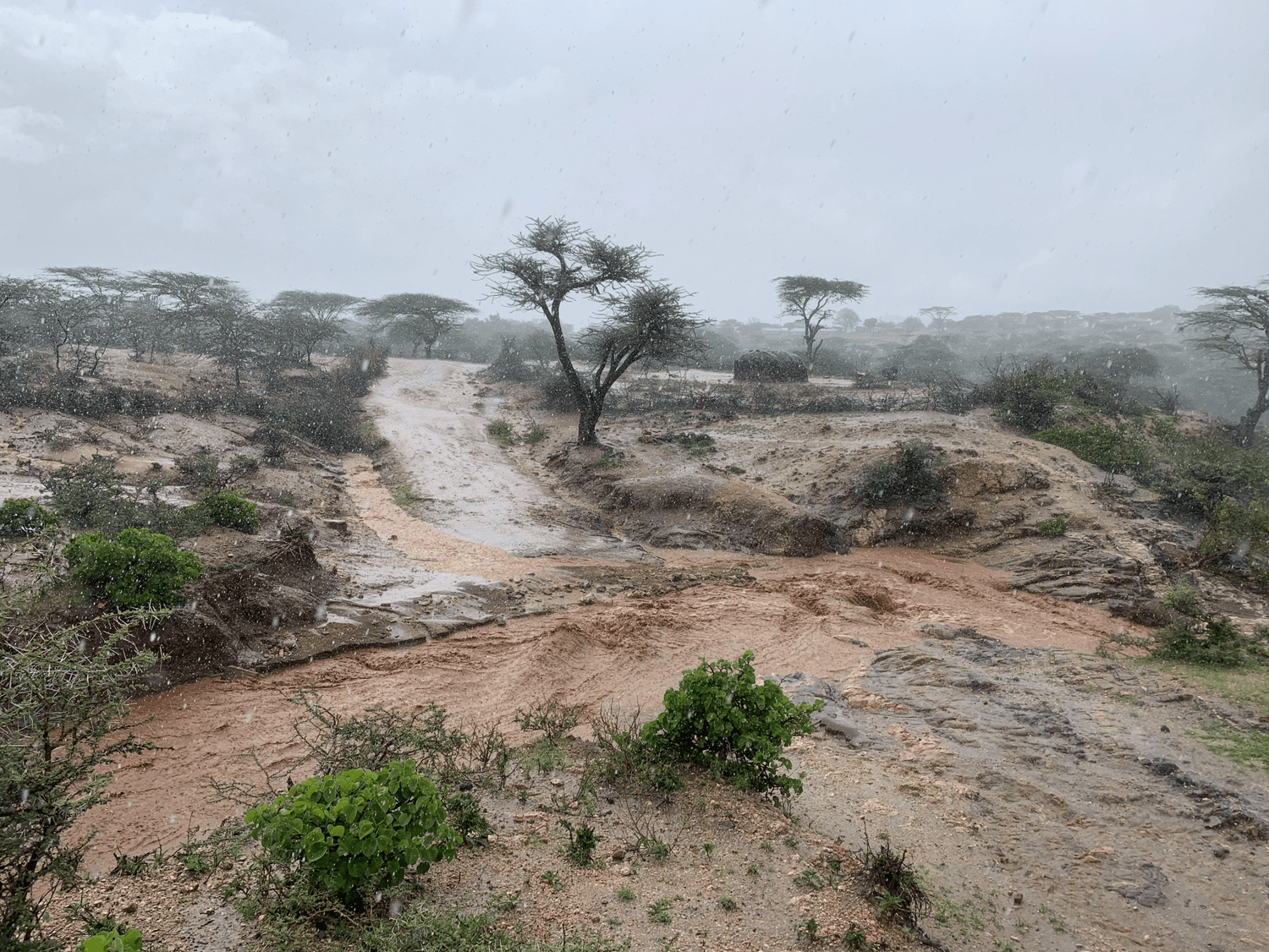 A Blog  Post by Matthew Cole: The Rains and Surveys! 
