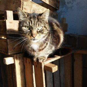 It’s time to create a disaster plan for your pets