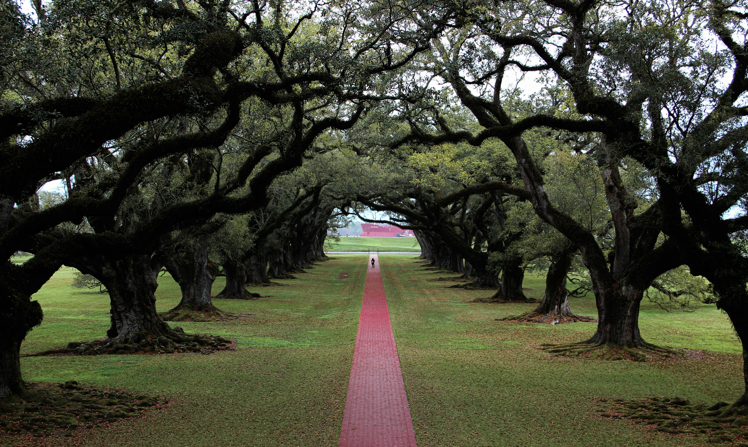 Pathway lined with large oak trees leading to a distant building