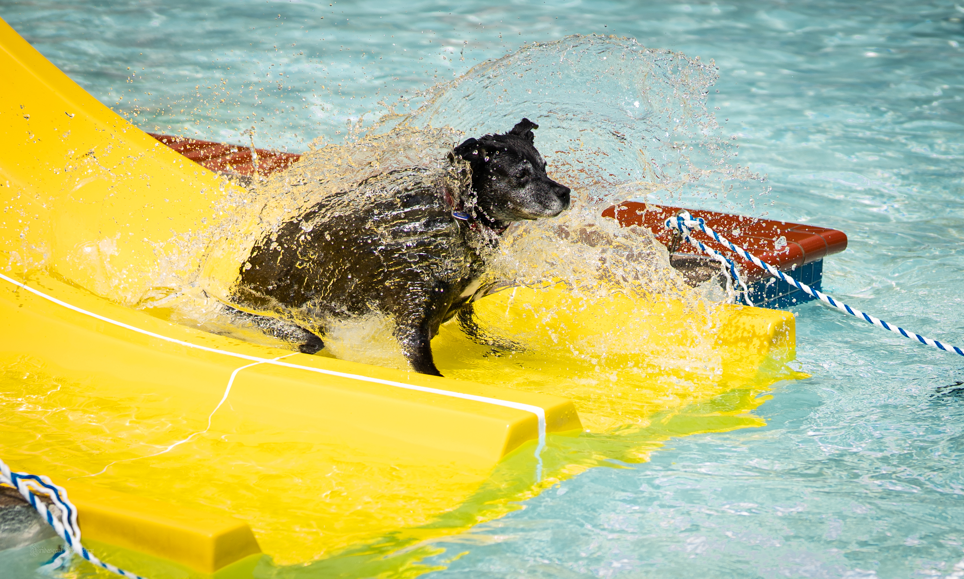 ? Drool at the Pool Makes a Splash in Clarksburg