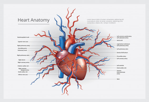Massage For Heart Health