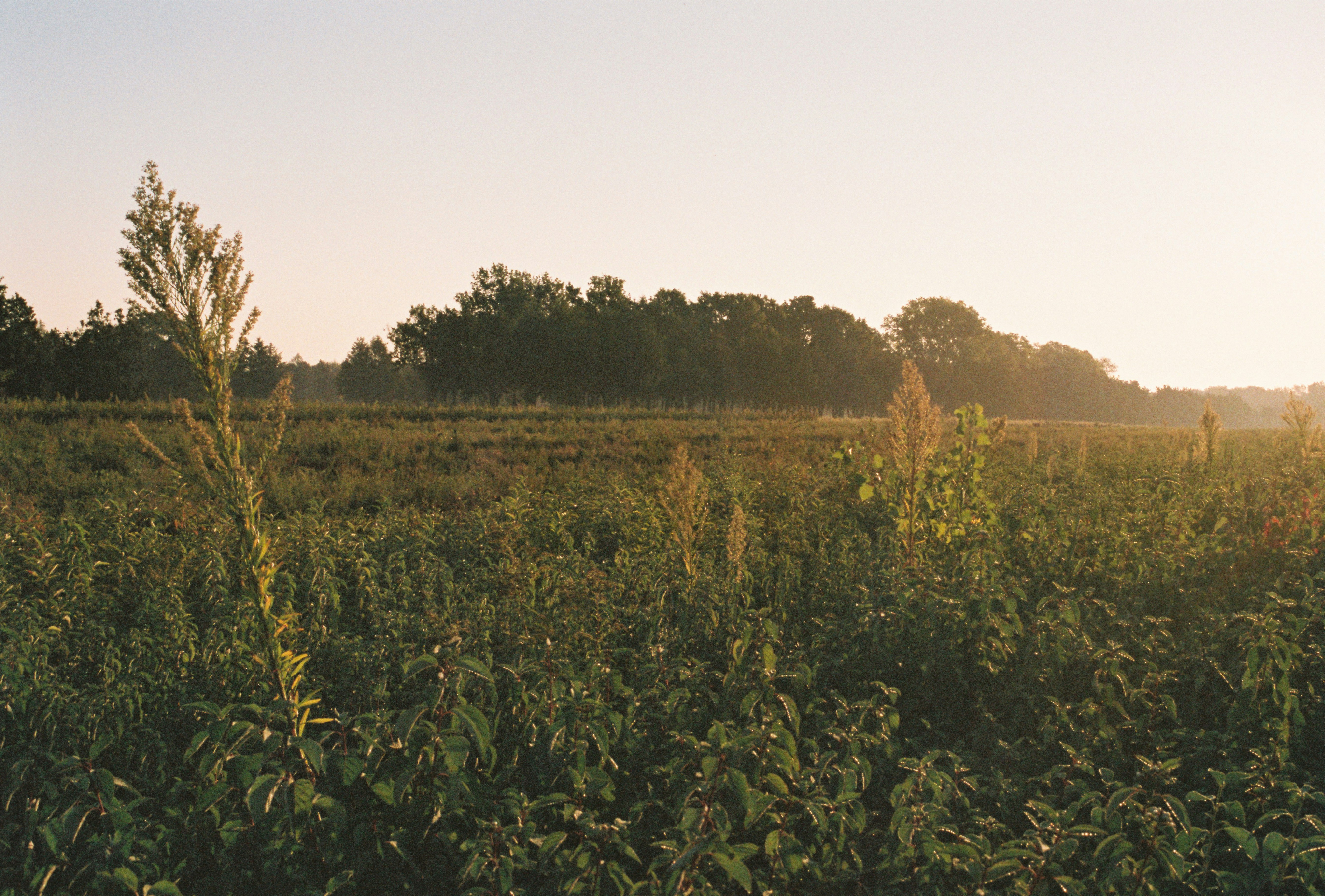 Sunlit field with tall grass and trees in the background