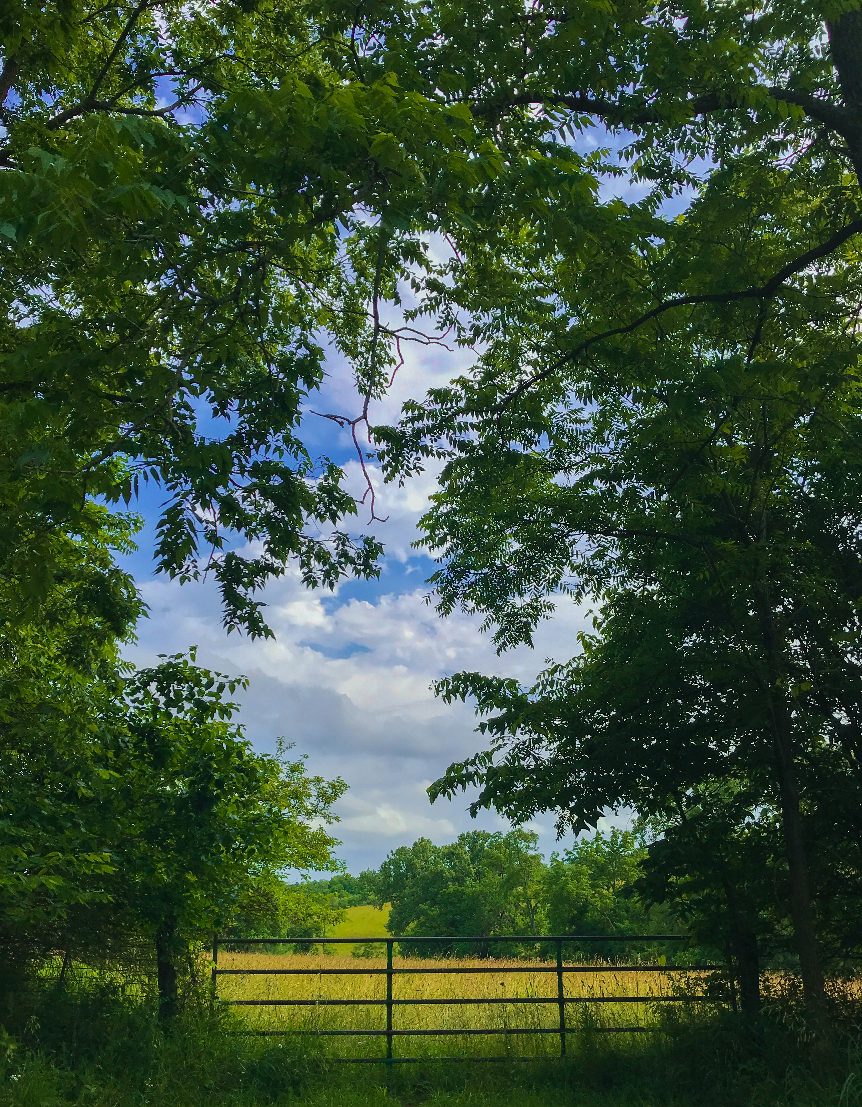 Scenic view of a lush green field framed by trees with a blue sky and clouds