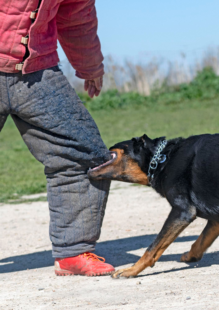 Dog biting a person's padded pants during a training exercise outdoors.