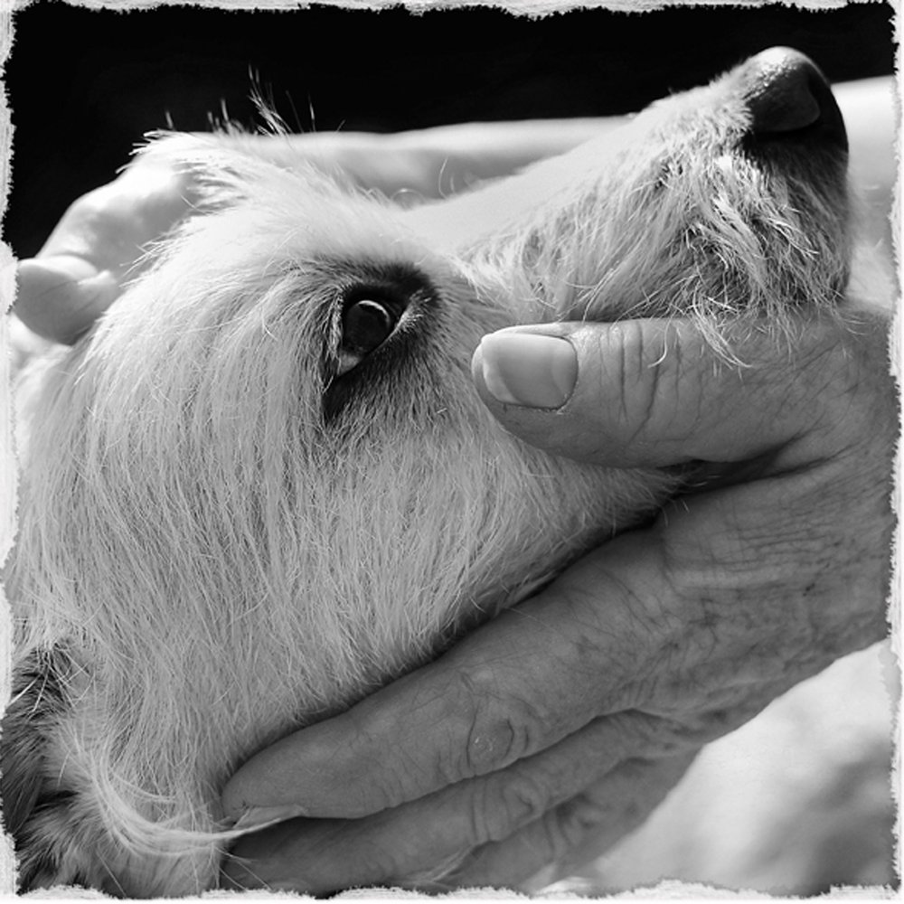 Pet Loss: If You Love Them, You'll Grieve Them