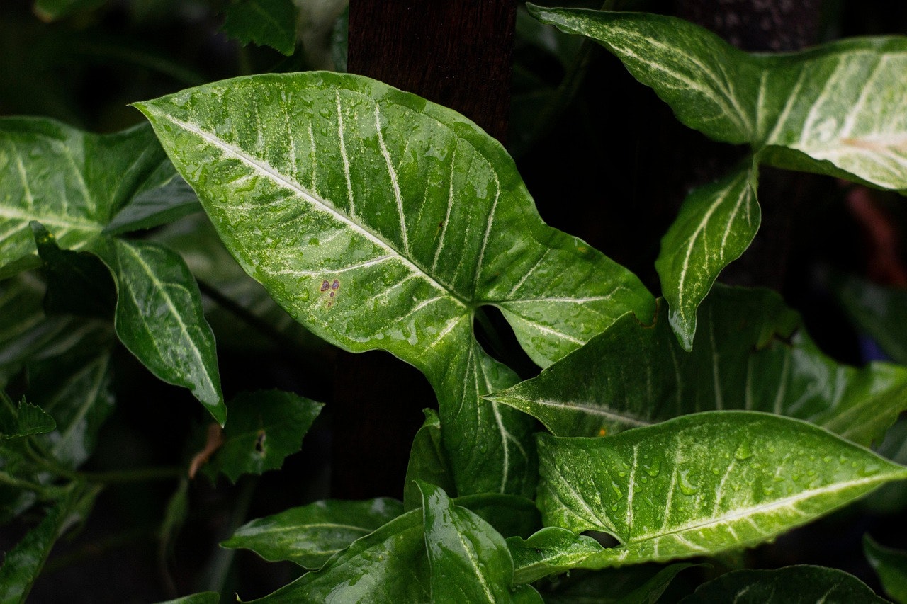 Open SBIR/STTR Solicitations