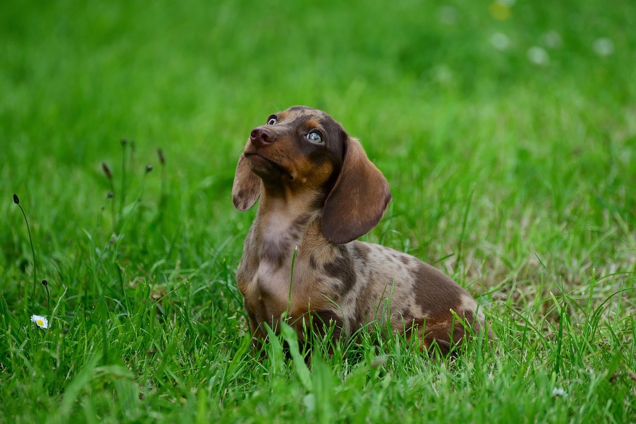 Planning Ahead for Your Pets: Why Pet Trusts Matter in Tampa Bay
