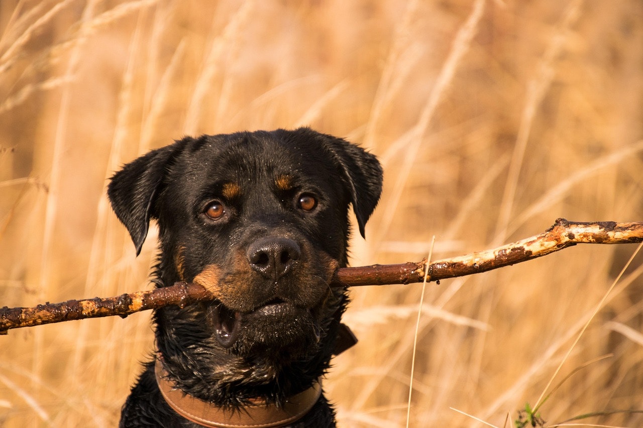 Dog Bites and Kentucky Law: When Can You Sue?