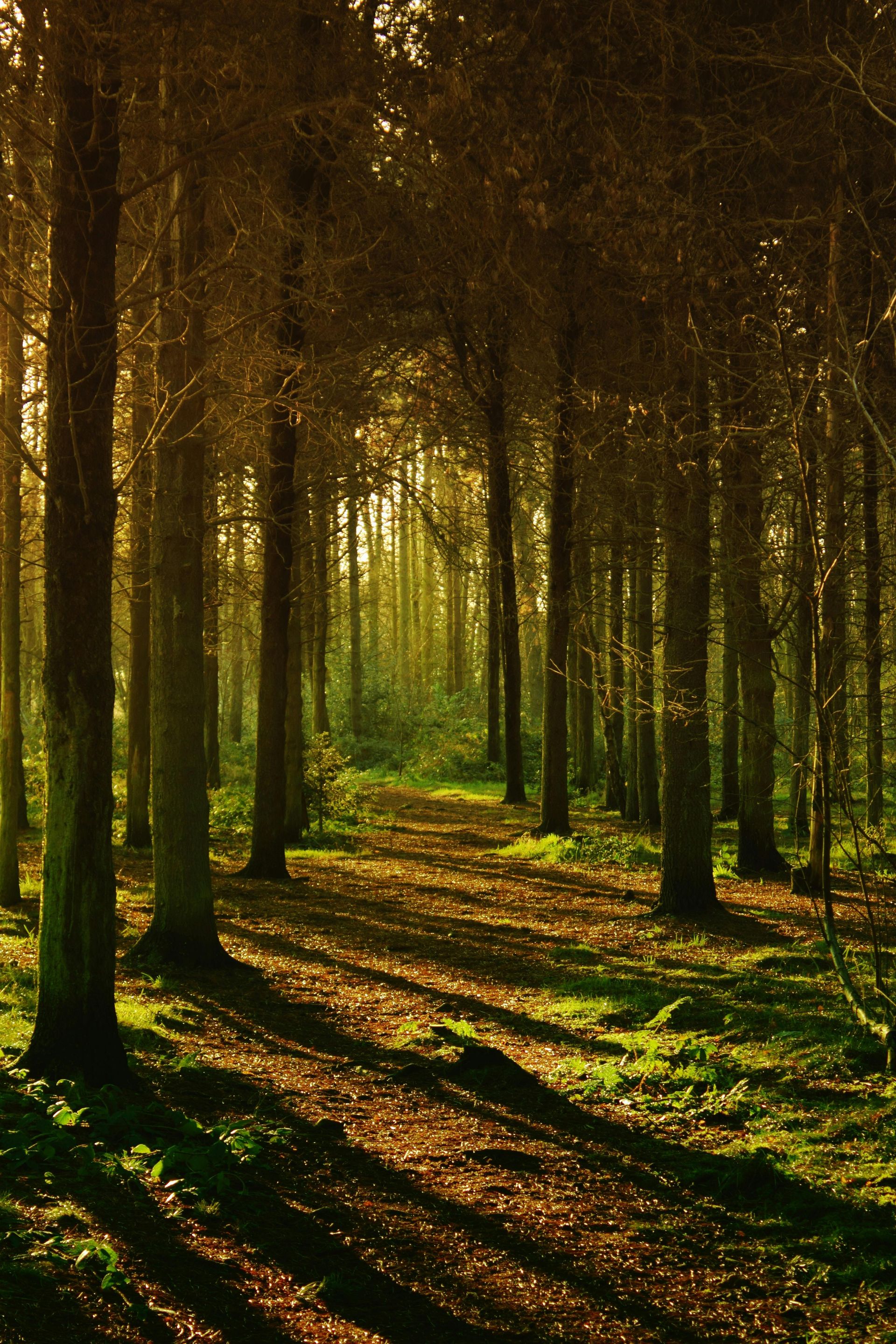 What Is an Irrevocable Trust?