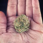 2 Sides to Every Story—the Marijuana Legalization Debate: Part I